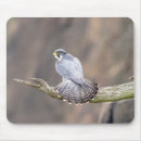 Search for falcon mouse mats Raptor