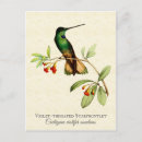 Search for throat postcards Hummingbird