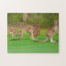 Search for kangaroo puzzles Wallaby