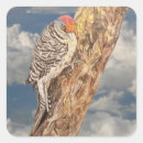 Search for woodpecker stickers Wildlife