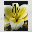 Search for flower background flyers White