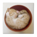 Search for kitten tiles Domestic animals