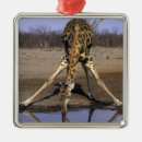 Search for wild one christmas tree decorations Environment
