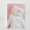 Search for sleeping cards Domestic cat
