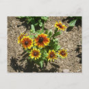 Search for “gloriosa Botanical