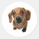 Search for brown dachshund stickers Puppies