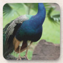 Search for perching Outdoors