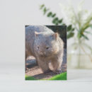 Search for wombat postcards Nature
