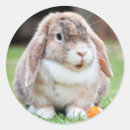 Search for lop rabbit stickers Easter