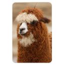 Search for alpaca magnets Animals
