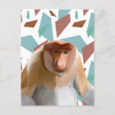 Search for species postcards Colourful