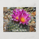 Search for tucson postcards Cacti