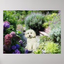 Search for standard poodle posters Poodles