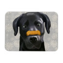 Search for nose magnets Animals