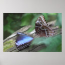 Search for blue morpho butterfly posters Lepidoptera