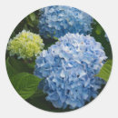 Search for hydrangea stickers Blue
