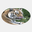 Search for tiger head stickers Tigers