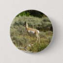Search for antelopes badges National park