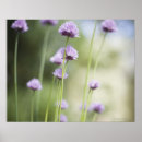 Search for common posters Nature