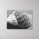 Search for sea shells canvas prints Ocean