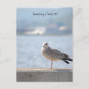 Search for birdwatching postcards Photography
