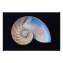 Search for nautilus seashell posters Nautical