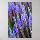 Search for salvia posters Purple