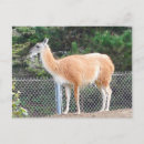 Search for guanaco postcards Camelid