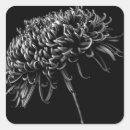 Search for chrysanthemum flower stickers Plant