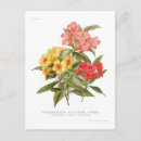 Search for rhododendrons postcards Vintage