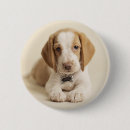 Search for focus on foreground badges Photography