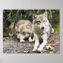 Search for pair posters Wildlife