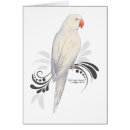 Search for indian ringneck parrot Parrots