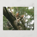 Search for white cat postcards Digital