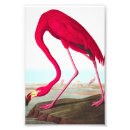 Search for american flamingo posters Wildlife