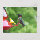 Search for ruby throated postcards Nature