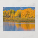 Search for aspen horizontal postcards Reflection