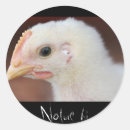 Search for bird head stickers Beak