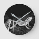 Search for lizard clocks Animal