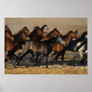 Search for arabs posters Equestrian