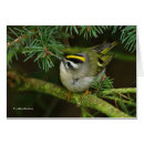 Search for kinglets Songbird