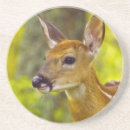 Search for fawn coasters Young animal