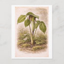 Search for pulpit Botanical