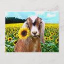 Search for pet goat postcards Nature