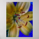 Search for lillies photography Lilies