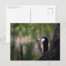 Search for branta postcards Nature