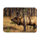 Search for bugle magnets Bull