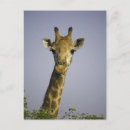 Search for giraffe looking postcards Looking at camera