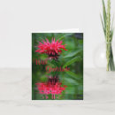 Search for balm cards Monarda
