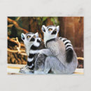 Search for lemures Animals